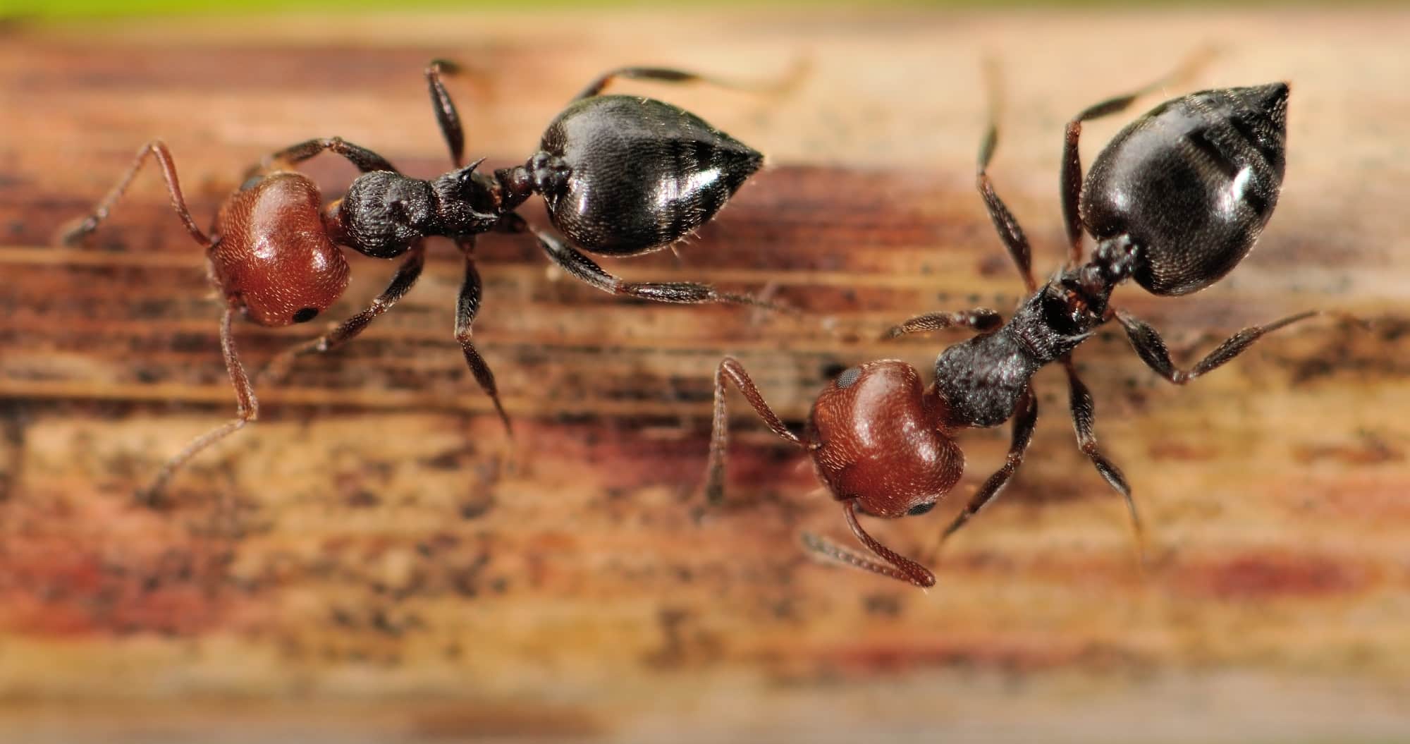 Are Acrobat Ants Attracted to Wood in Your Home?