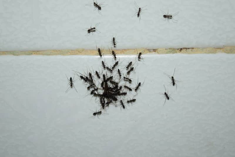 Are Ants Attracted to Your Bathroom?