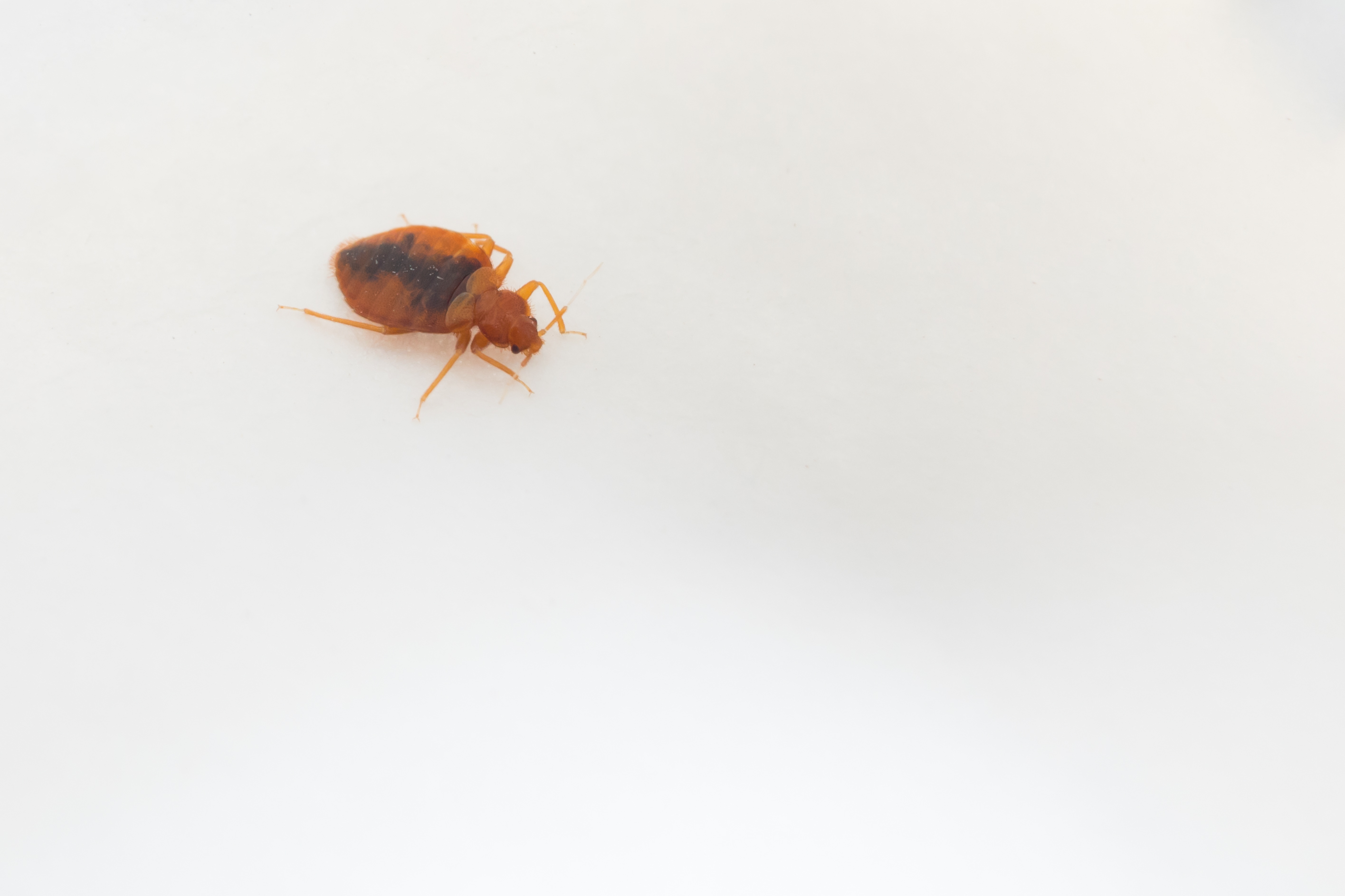 are bed bugs contagious