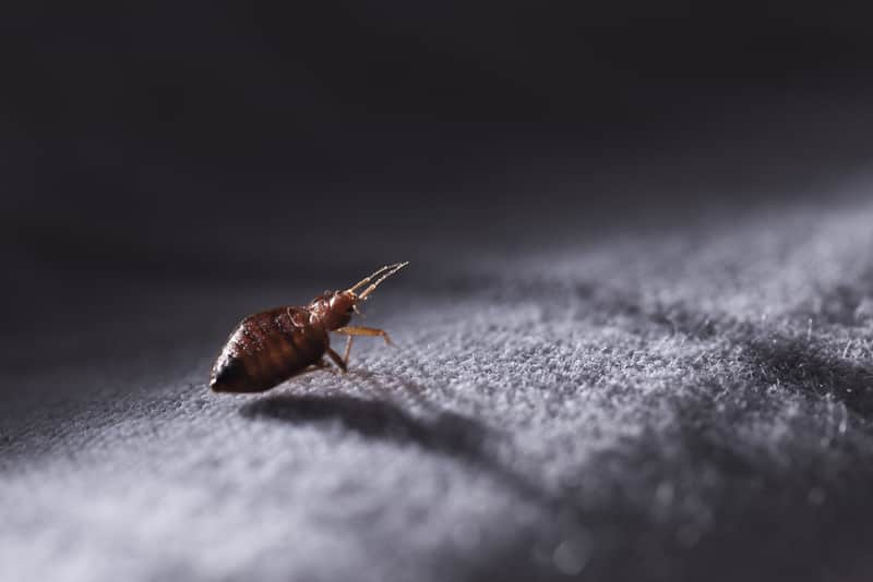 bed bug in rental property