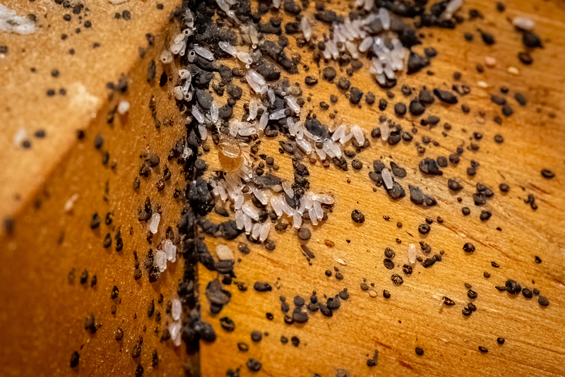 bed bug eggs