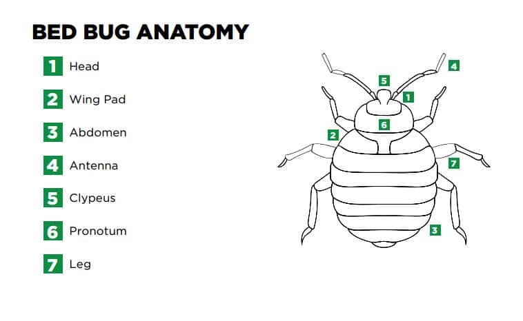 graphic of bed bug anatomy