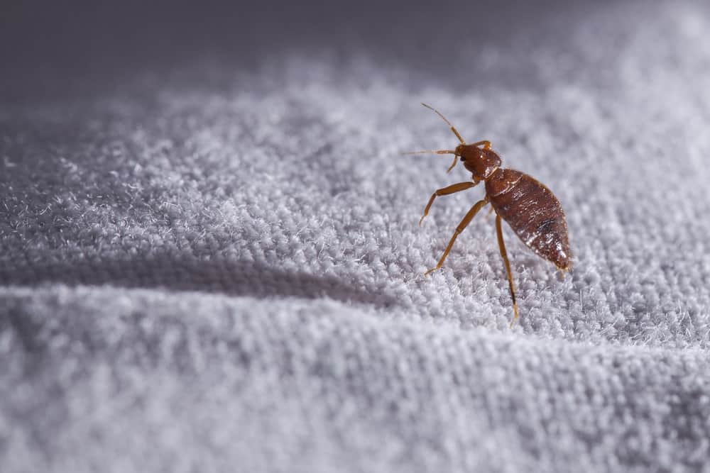 Bed Bug Myths and Facts That Hotel Managers Should Know