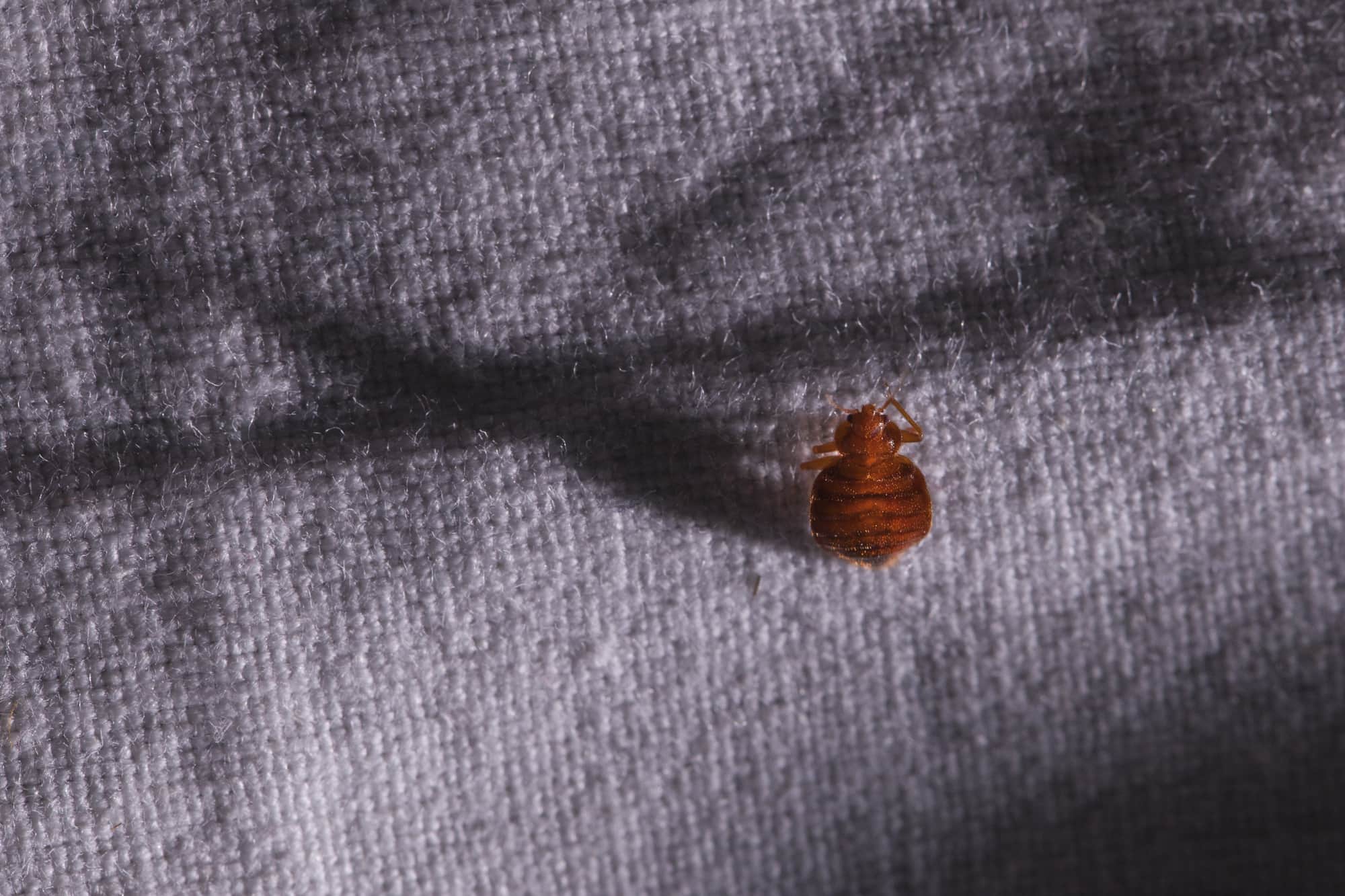 Announcing the 2017 Pest of the Year Bed Bugs