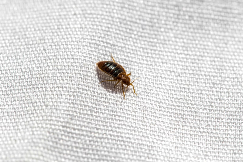 Bed-Bug-Spray-and-Other-Bed-Bug-Treatments-Main