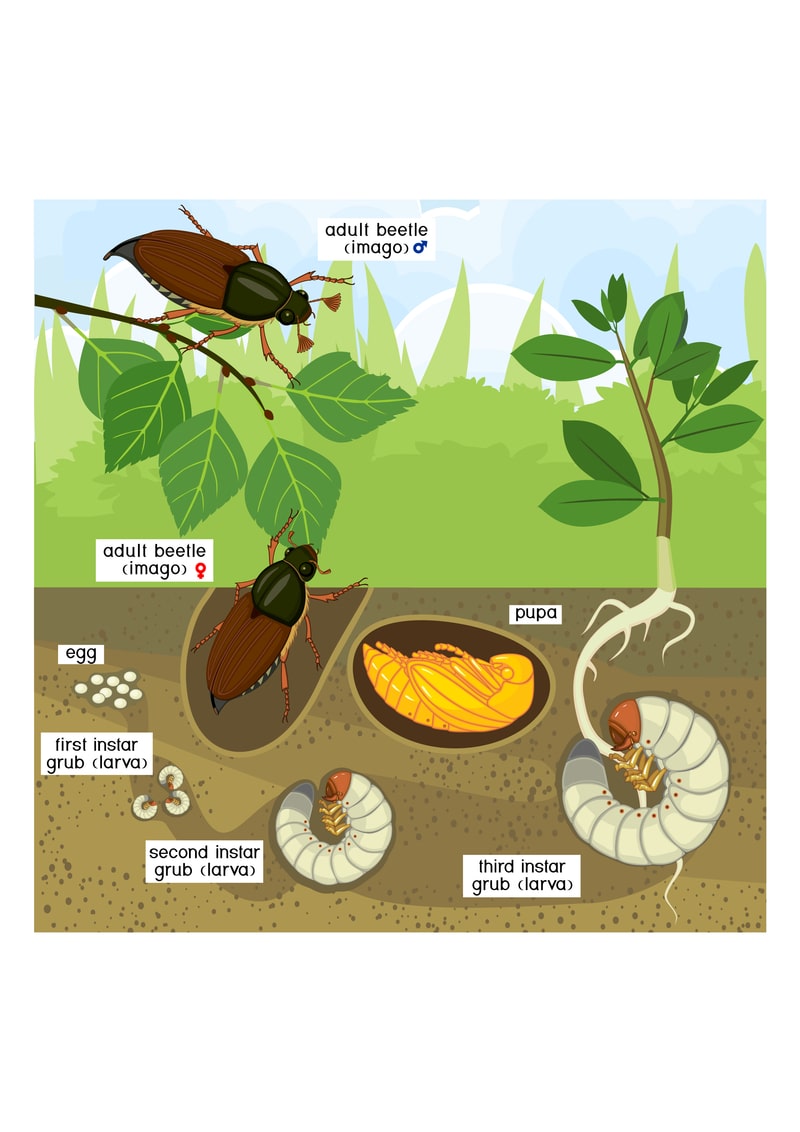 beetle life cycle diagram