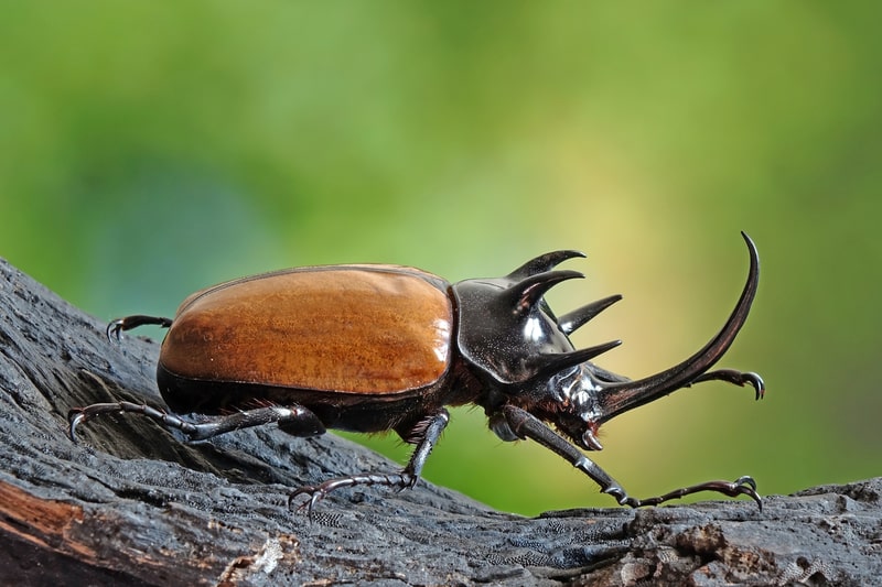 horned beetle