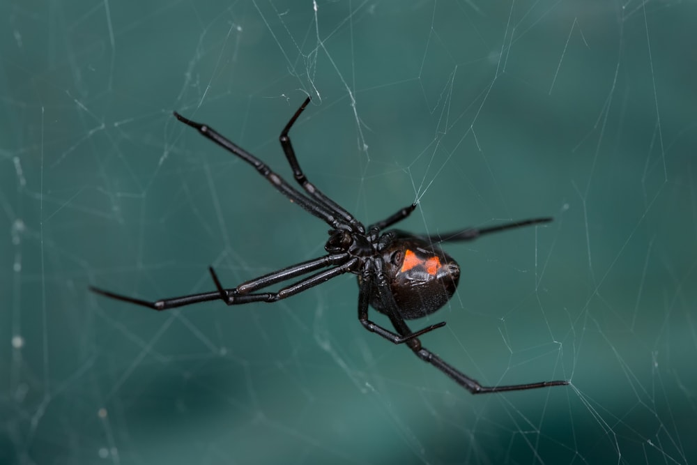 venomous spider