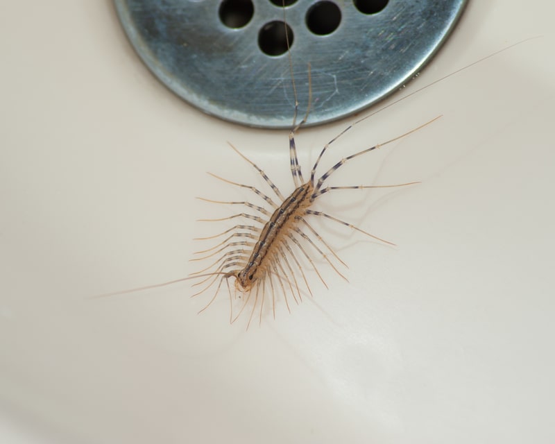 centipede by drain