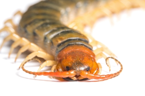 centipede and millipede basics