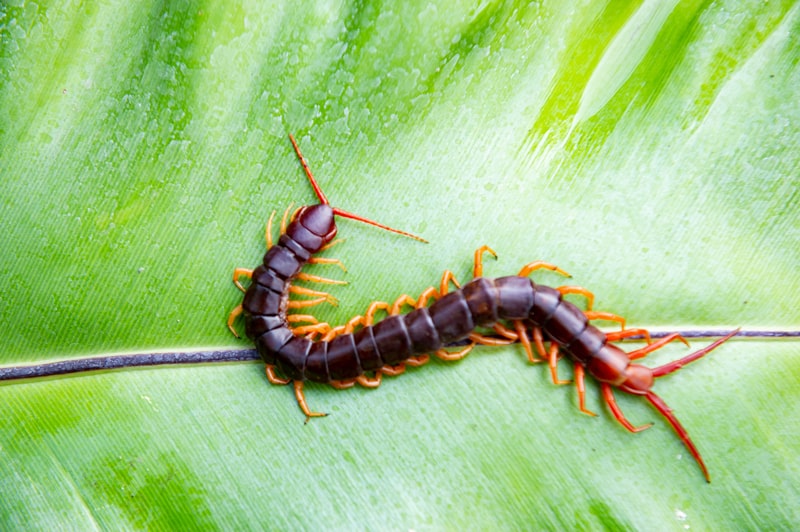 large centipede