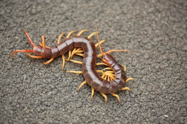 centipede legs