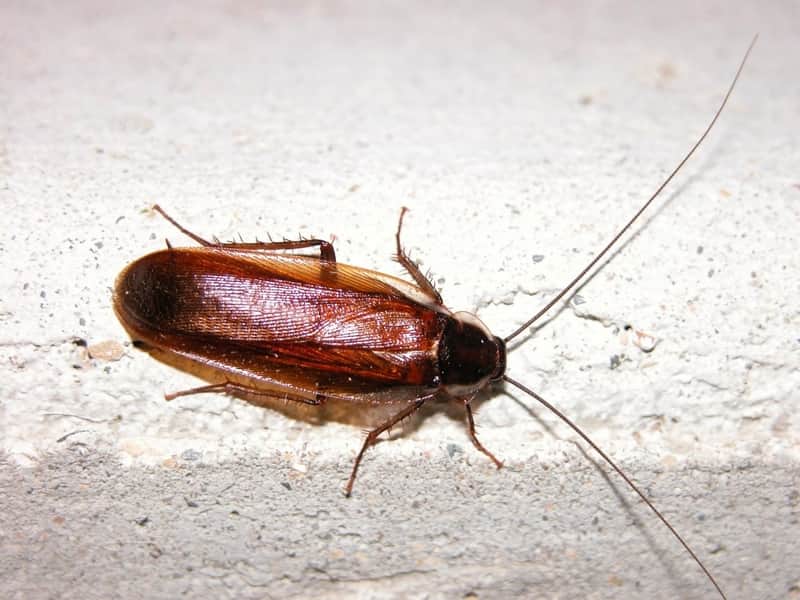 Can Cockroaches Climb?