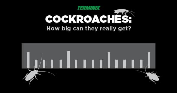 how big can a cockroach get