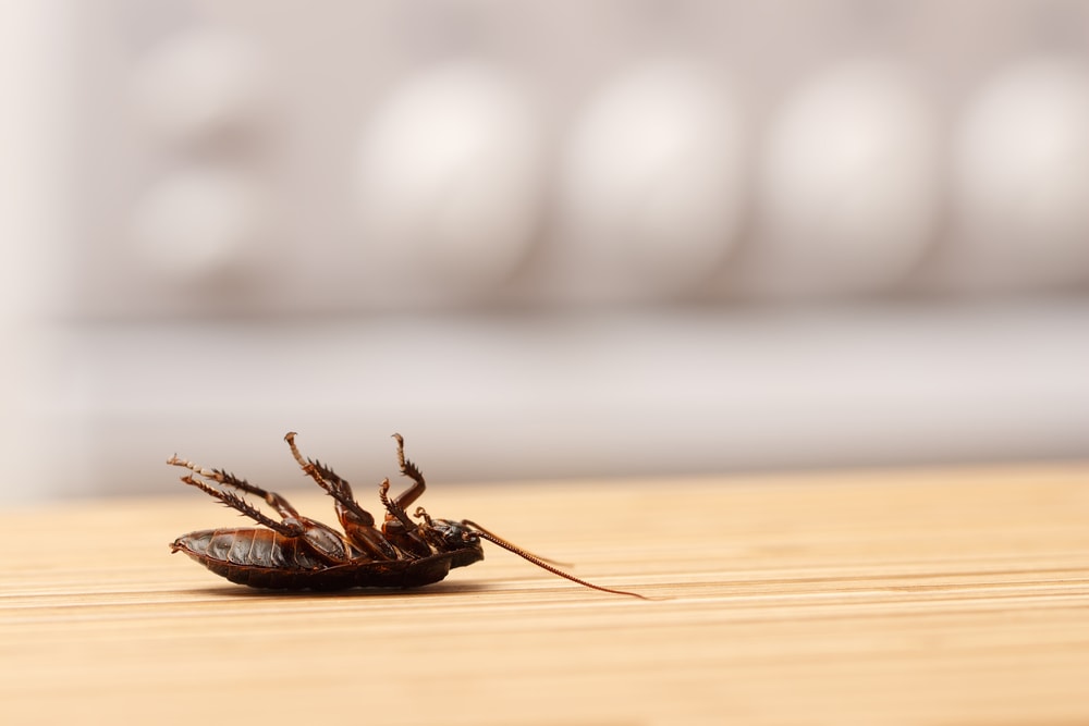 roaches-in-a-clean-house