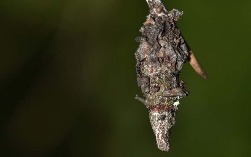 4 Types of Pests That Build Cocoons