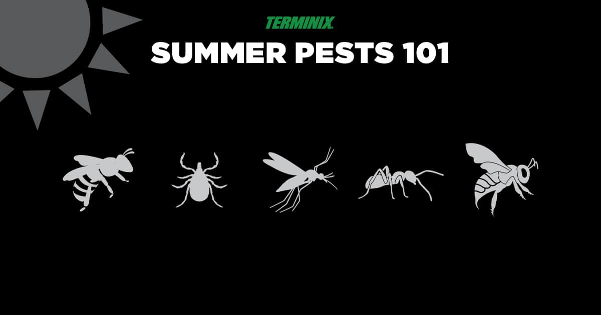 summer pests infographic thumbnail