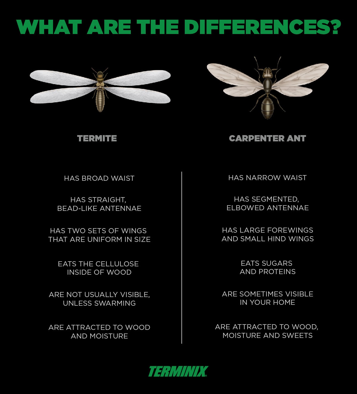 infographic ants and termites