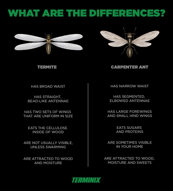 termites vs ants