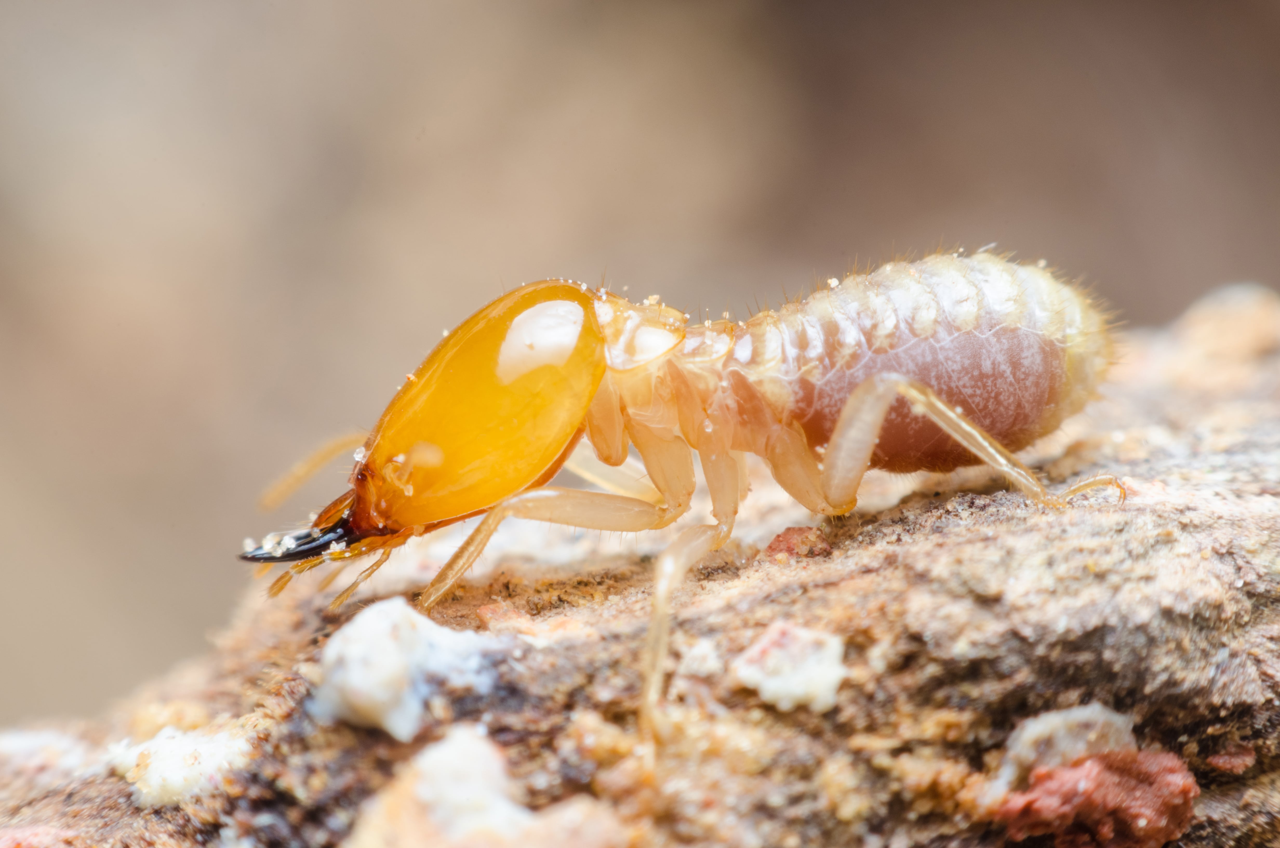 do termites have eyes