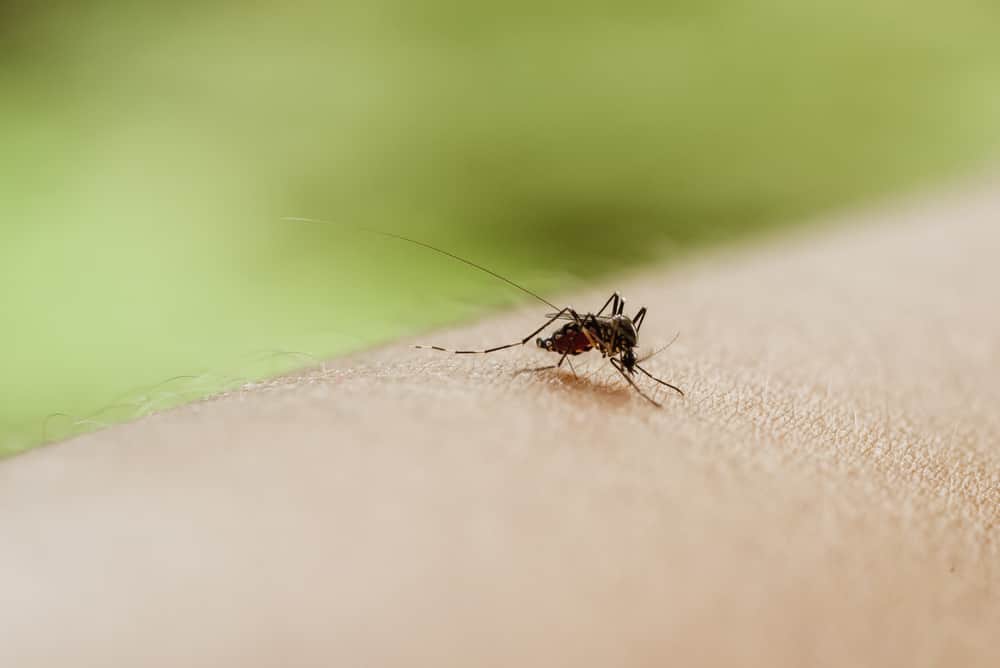 Do Mosquitoes Die When They Bite?