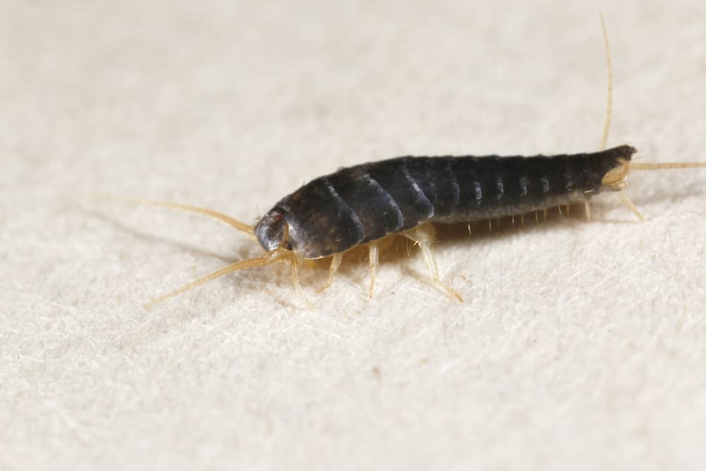 Do Silverfish Live in Drains?