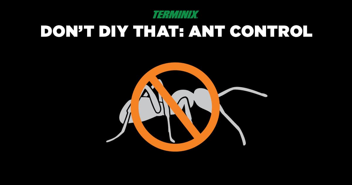 Don't DIY That: Ant Control