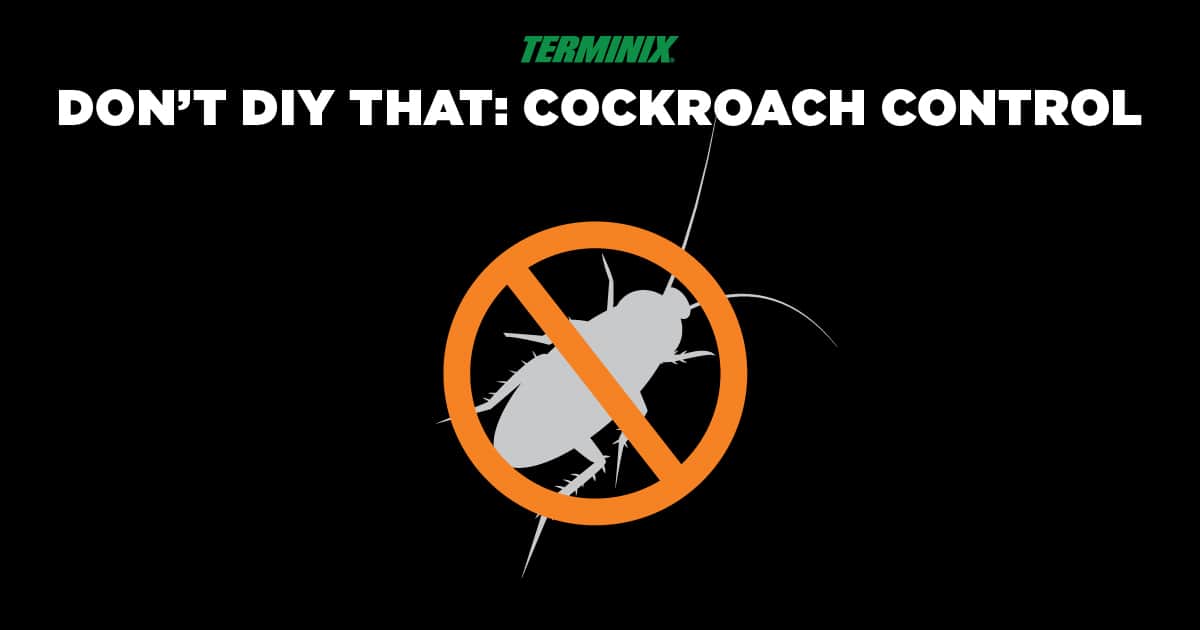 Don't DIY That: Cockroach Control