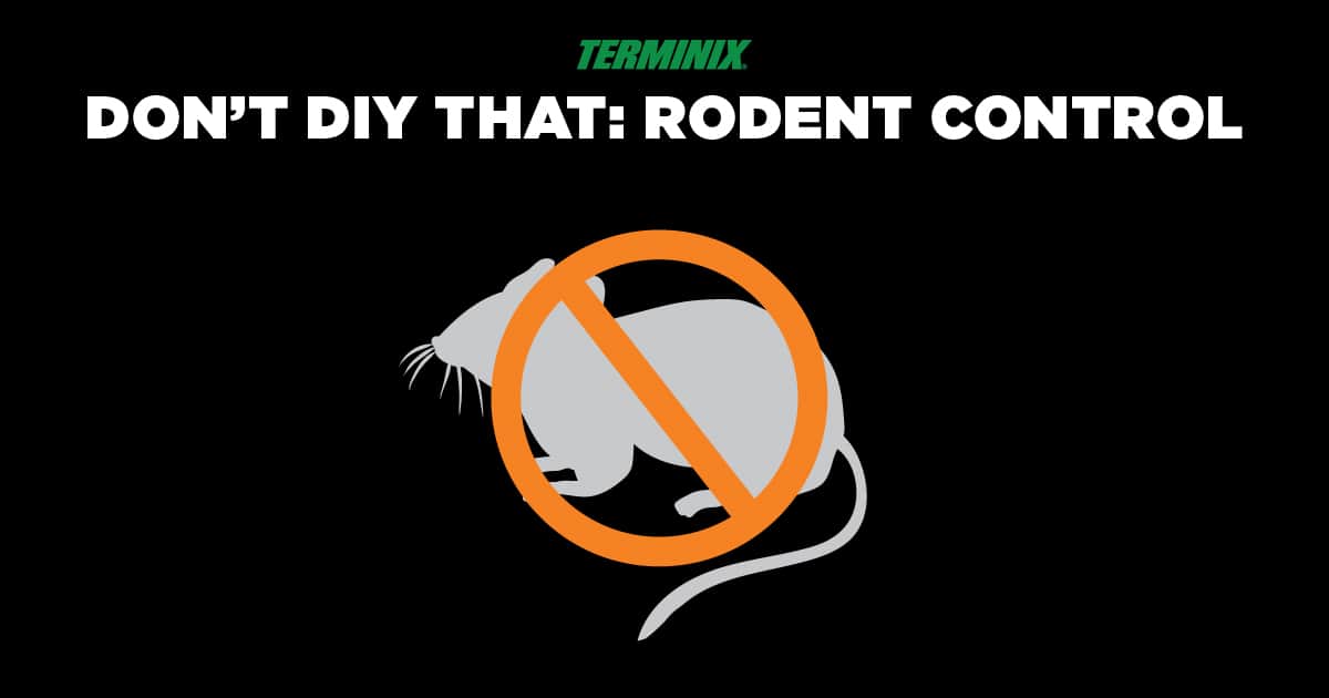 Don't DIY That: Rodent Control