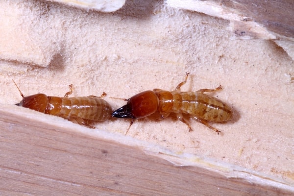 drywood termites