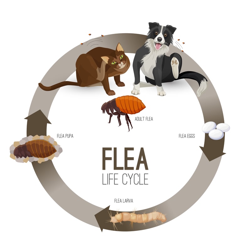flea life cycle diagram