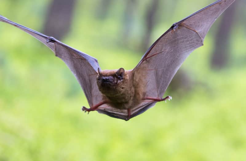 when do bats migrate