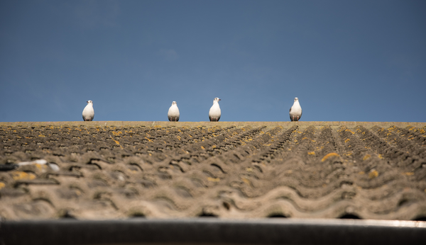 birds on roof