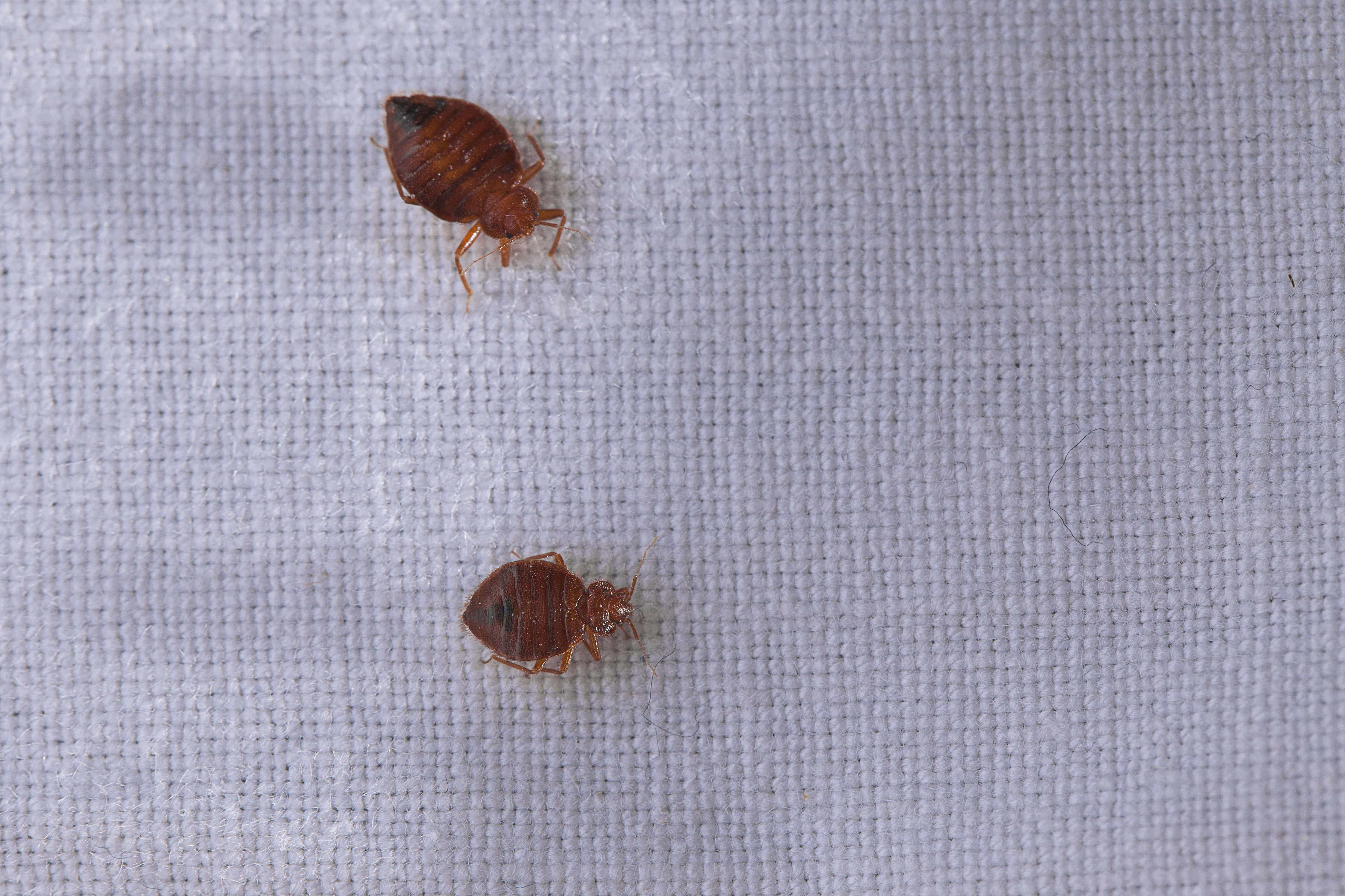 get rid of bed bugs fast