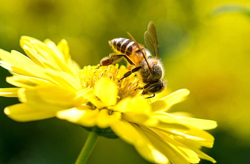 honey bees in winter