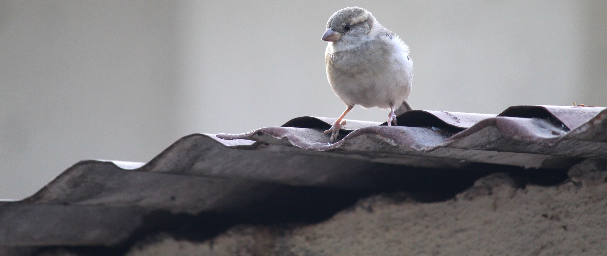 house sparrow on roof