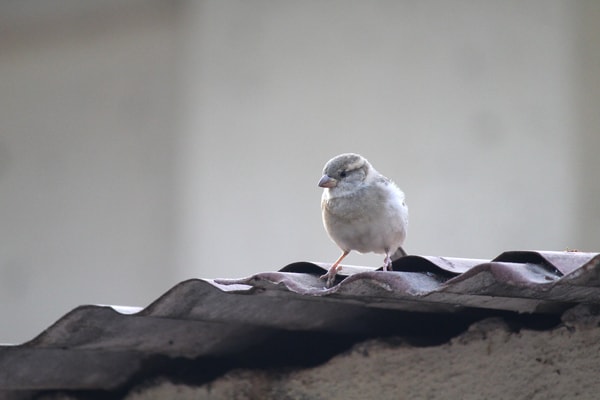 house sparrow roof