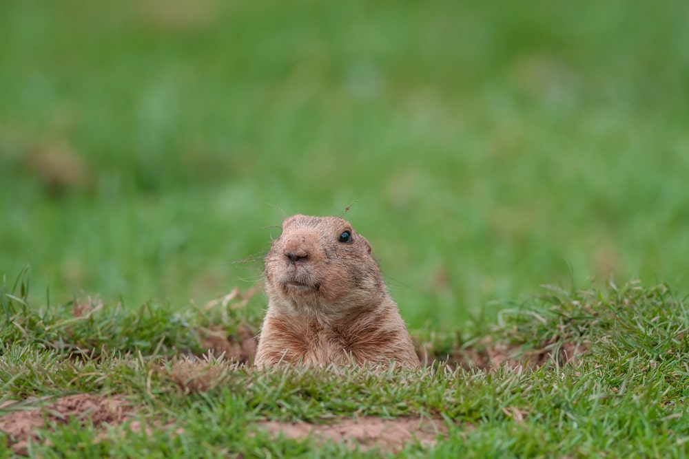 how long do groundhogs live 