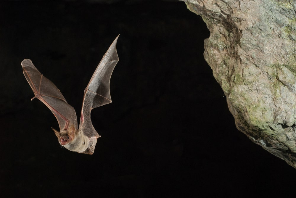 how long to bats stay out at night