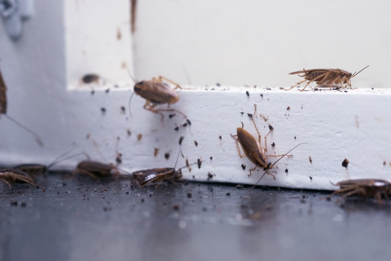 roach-infestation-and-roach-droppings