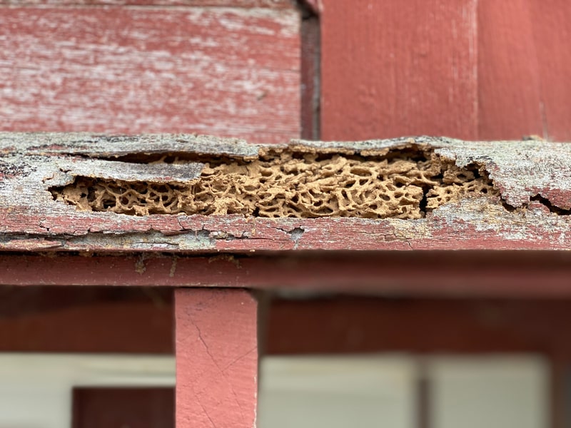 wood with termite damage