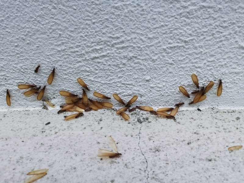 termite swarmers