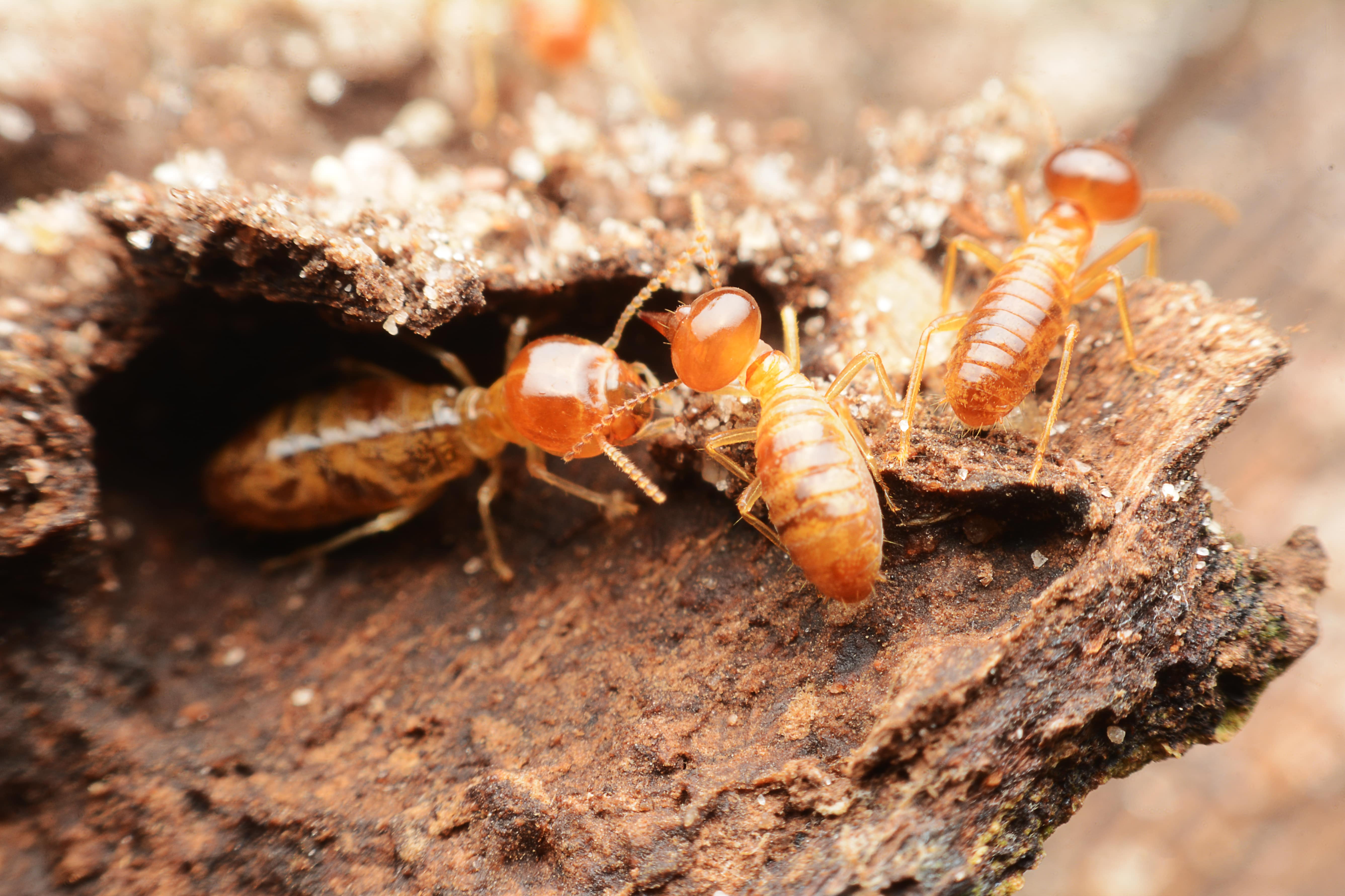 how to help get rid of termites