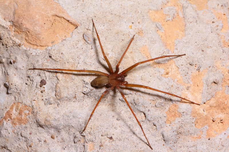 How Big is a Brown Recluse?