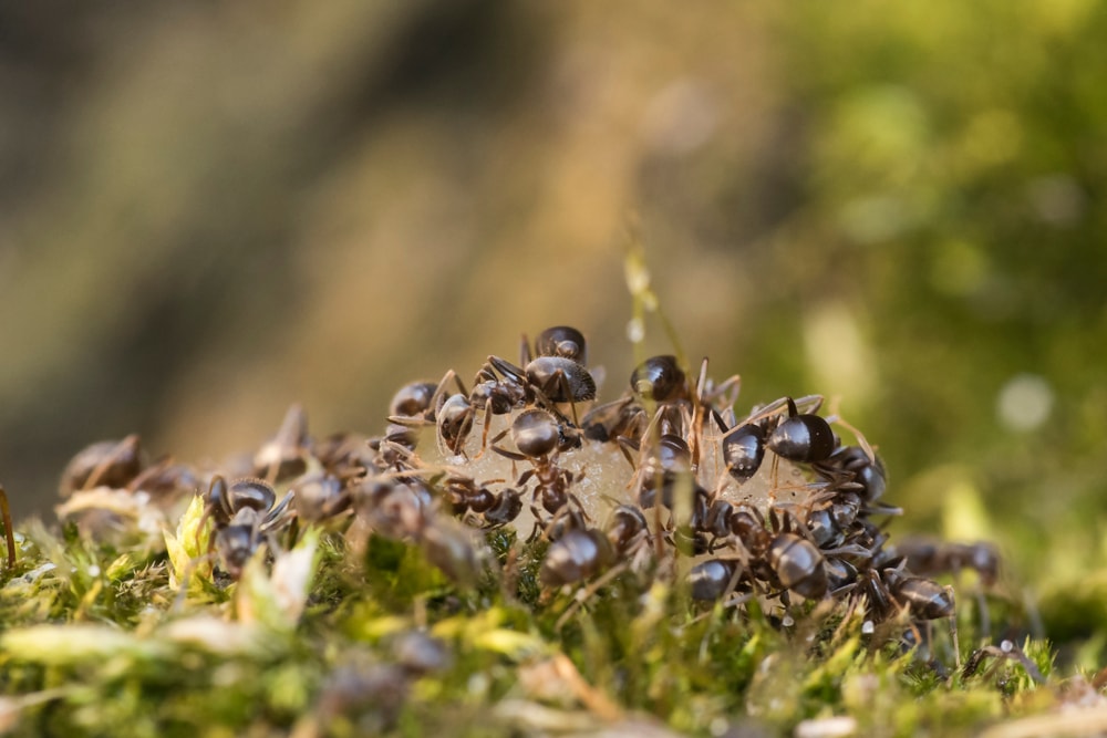 how to get rid of ants outside your home