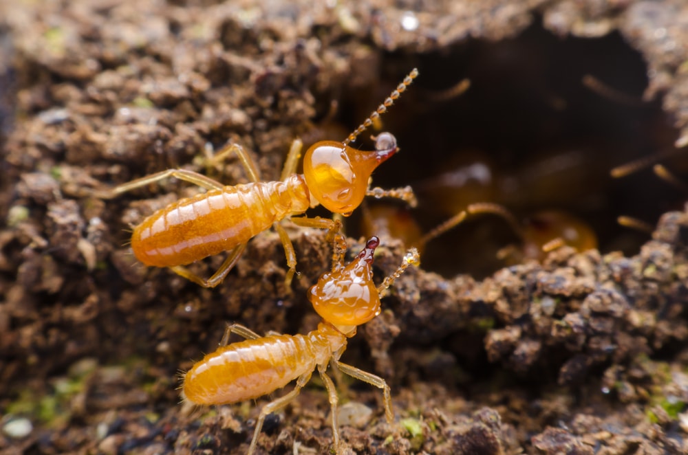 how-does-termite-spray-work