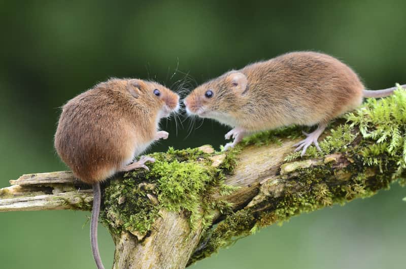 how mice communicate