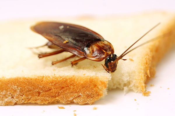 types of roaches