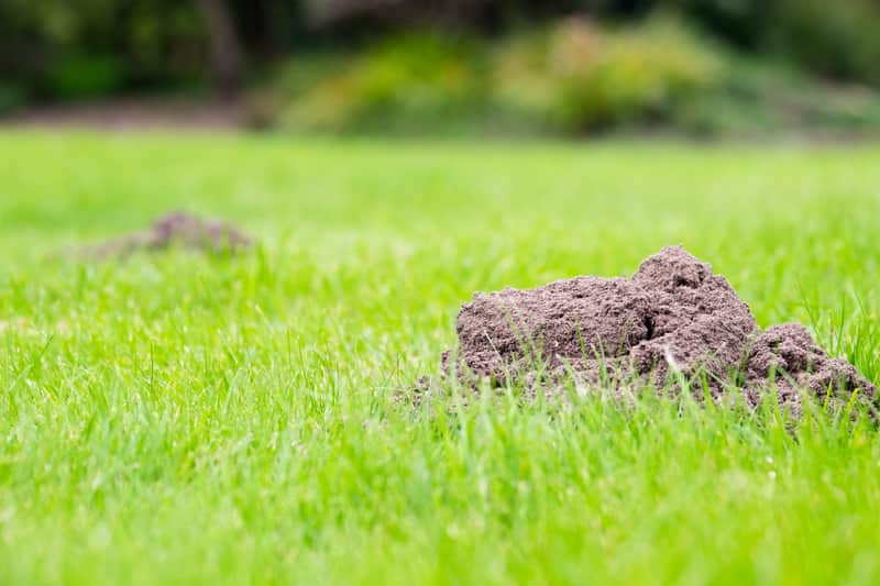 how to help get rid of moles in your yard