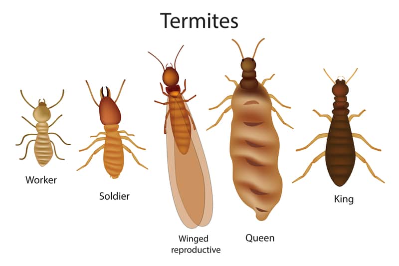 how to identify termites